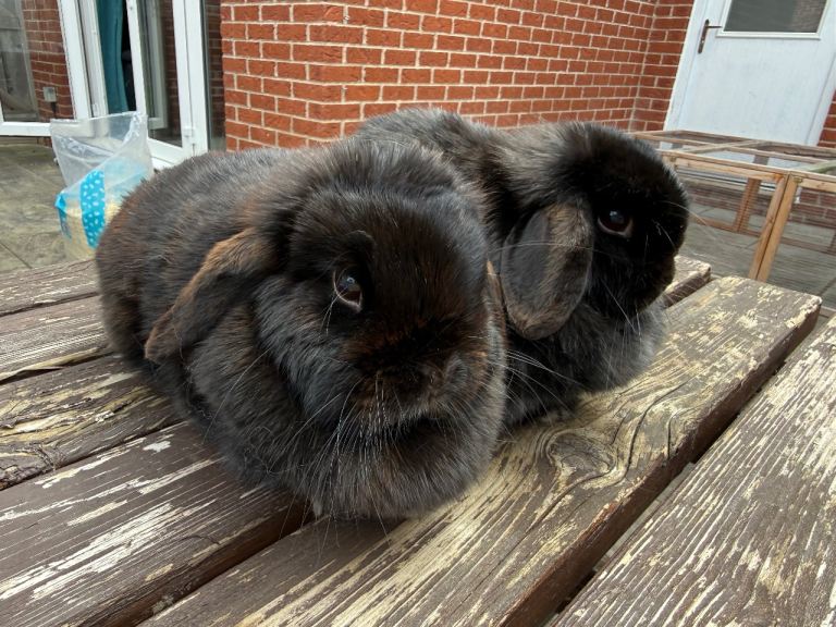 2 drawf lop rabbits - sisters