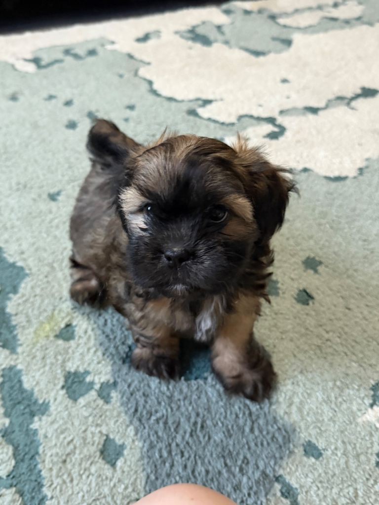 LAST FEMALE SHORKIE PUP