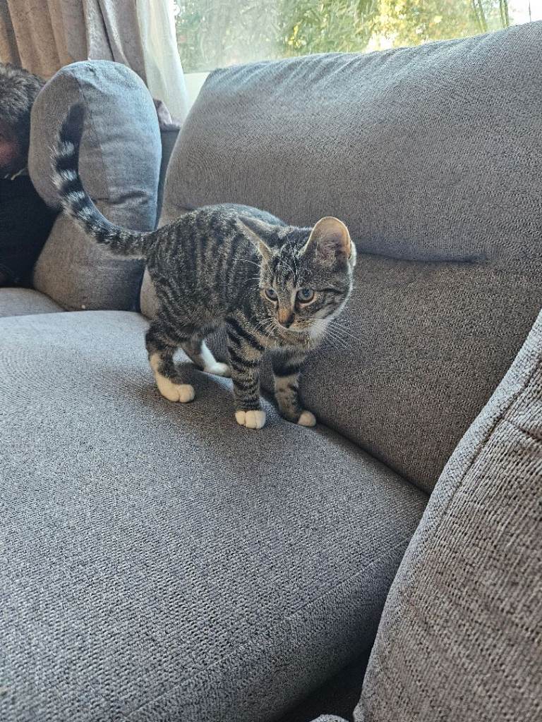 Kitten 