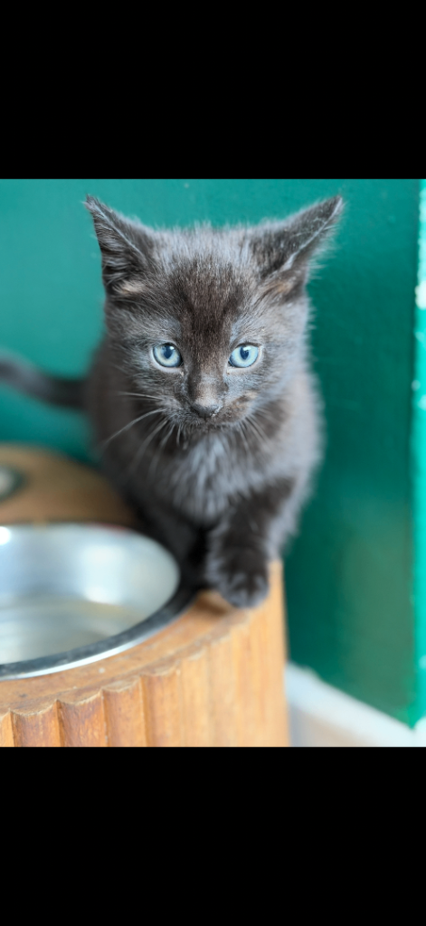 2 female kittens