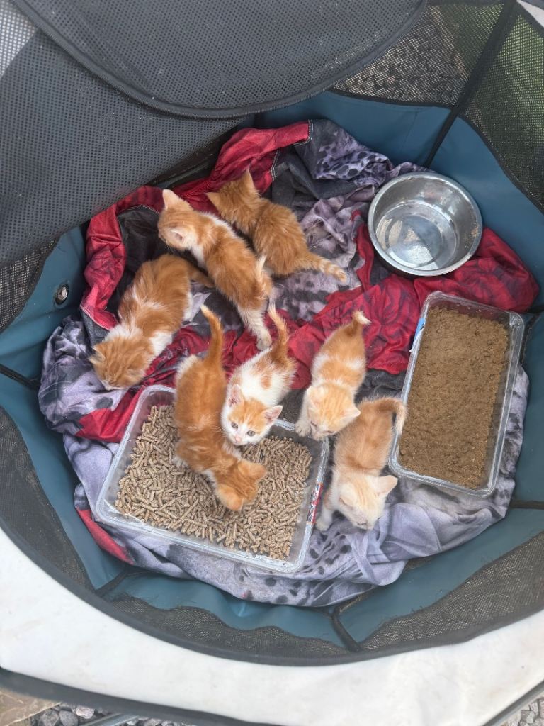 Half fluffy kittens