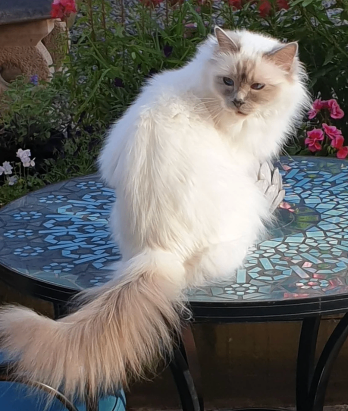 23/06/26 we've lost small Birman cat (like a Siamese) elderly with a limp - Grange/Marchmont area.