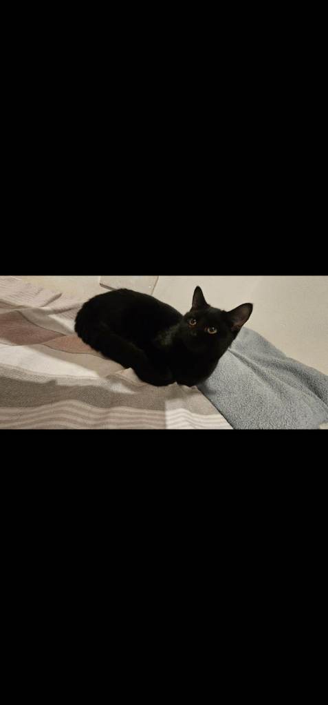 ❤️ Two lovely female cats looking for loving homes