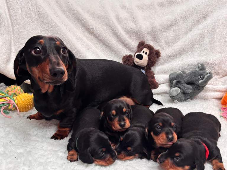 4 male smooth hair miniature dachshund