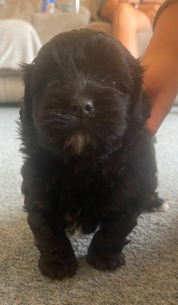 Shihpoo puppy