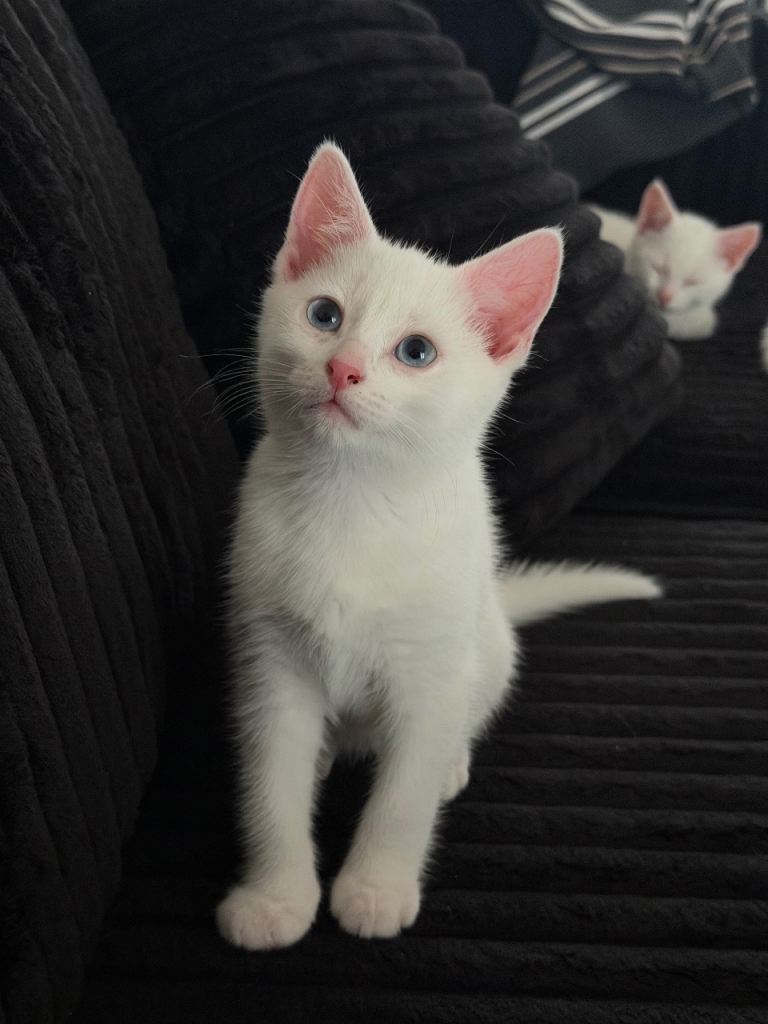 (Reserved) 1 White Kitten available for re-homing 