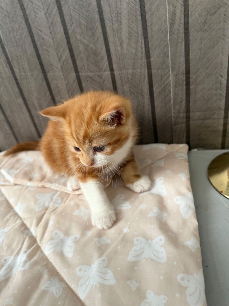 🐱 Adorable Kittens Looking for Loving Homes 🐱
