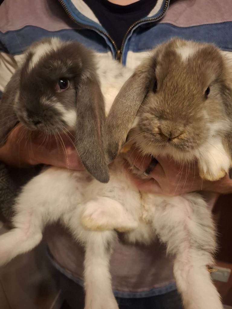 Show quality giant French lops