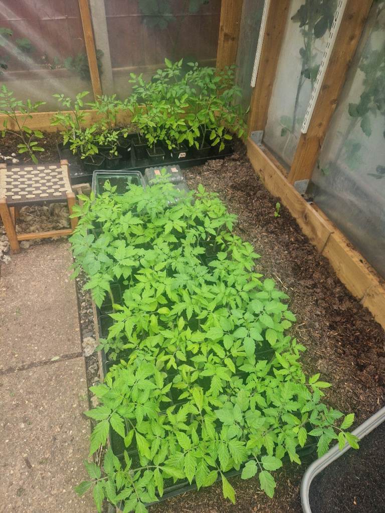 Organic tomatoe plants