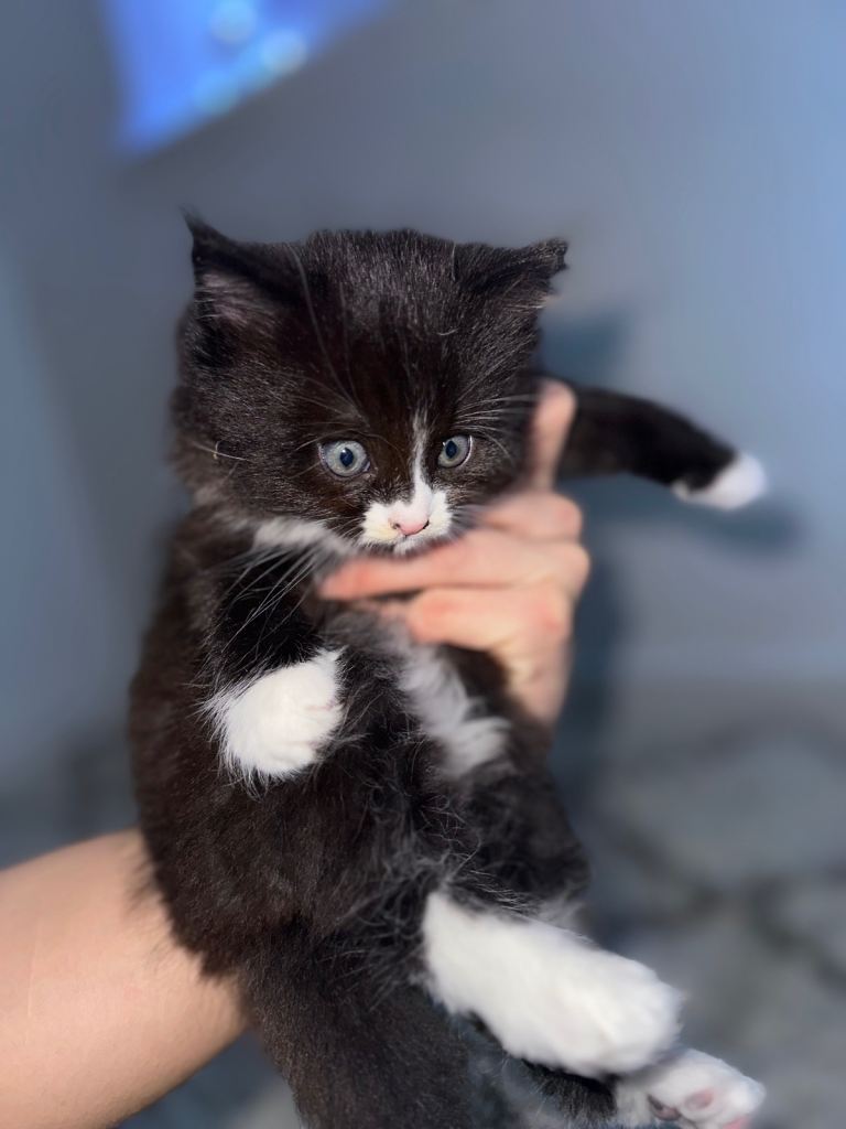 Beautiful fluffy cuddly kitten 