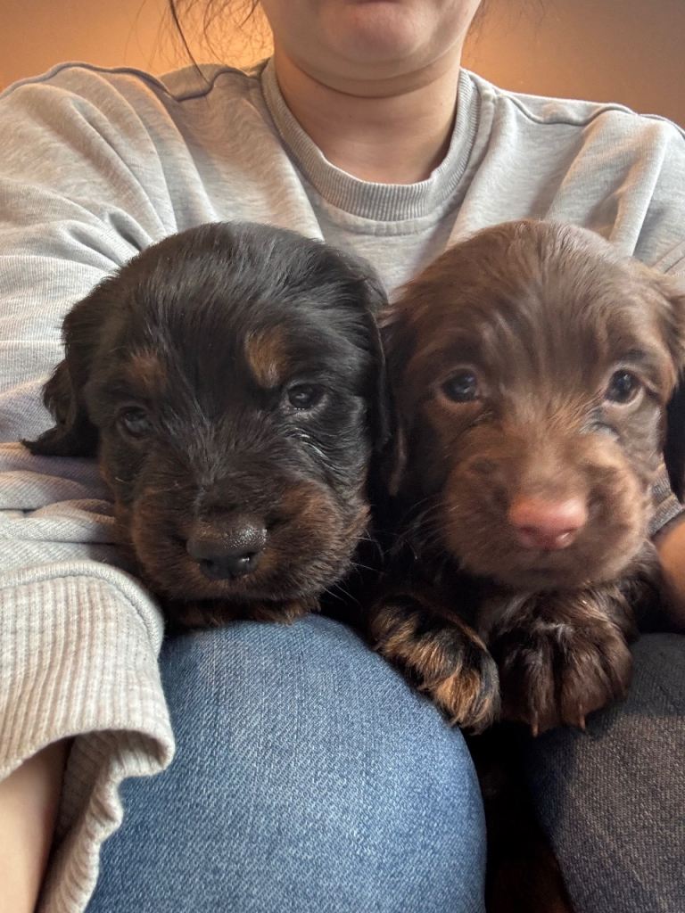 2 Cocker spaniel girls