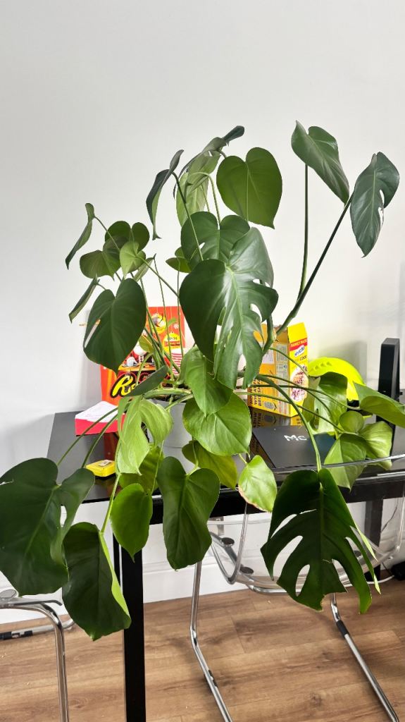 image for Large Monstera 