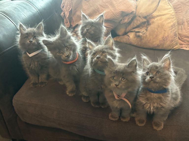 Active Tica registered blue Maine coon kittens