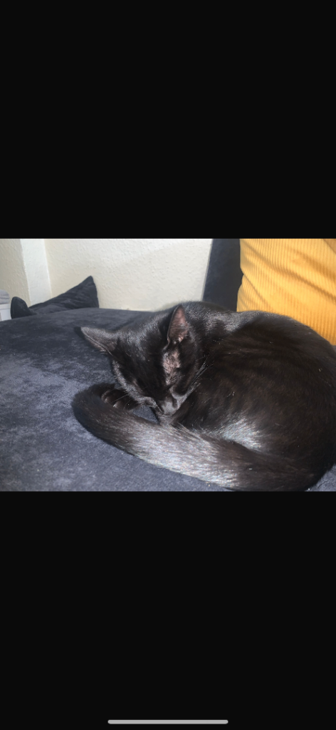 Kitten 