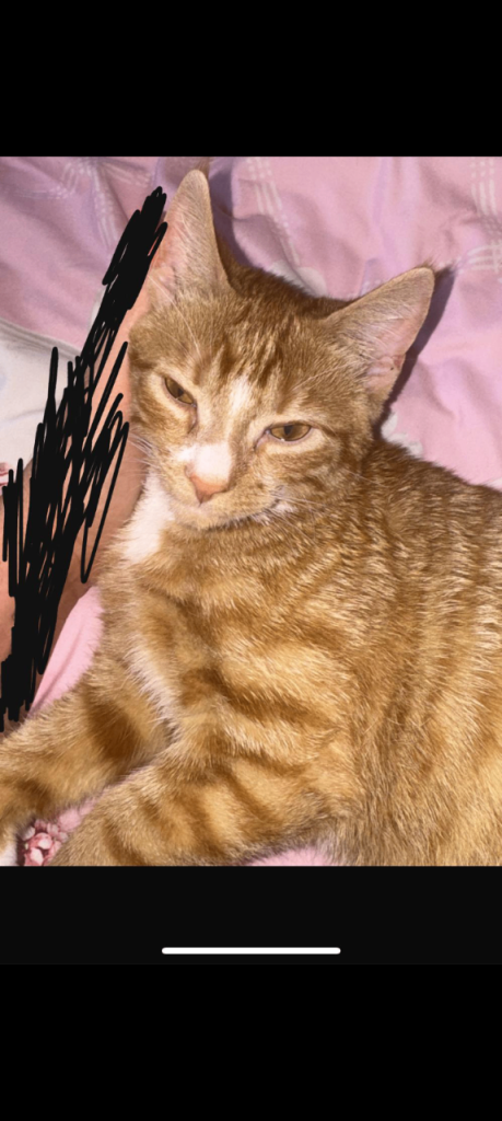 Kitten