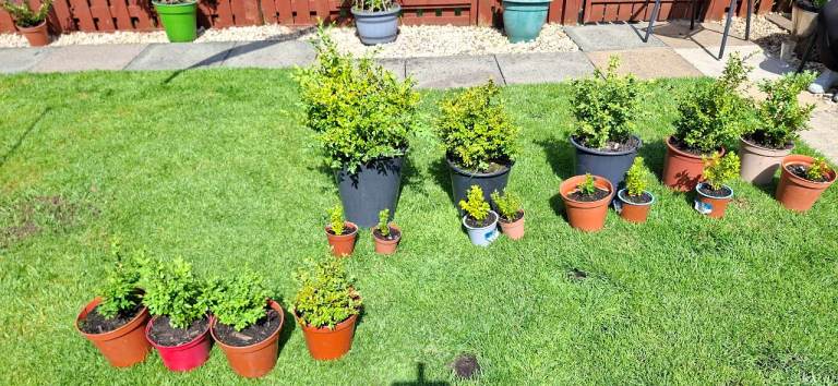 Box hedging plants in pots