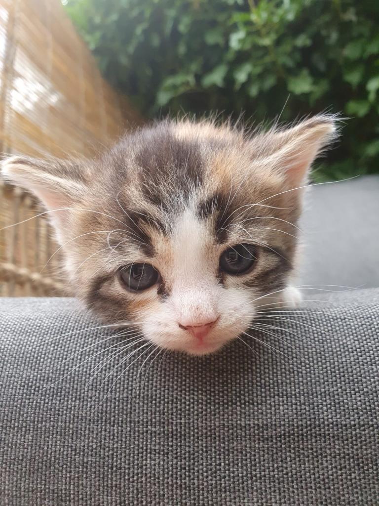 Ragdoll cross healthy and loving girl kitten