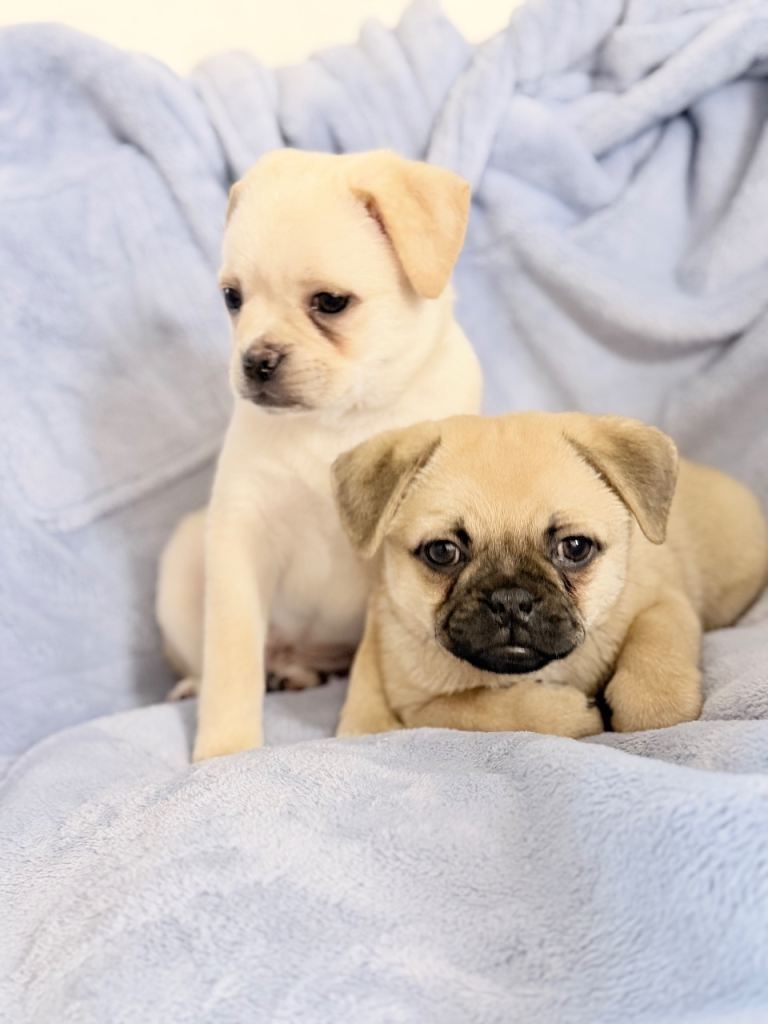 Pug x Pomeranian Puppies!
