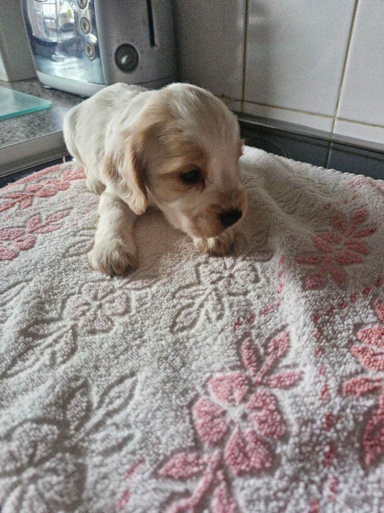 KC registered Orange roan cocker-spaniel puppies. 
