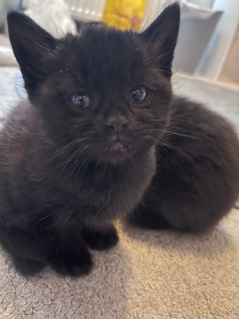 The cutest kittens! 