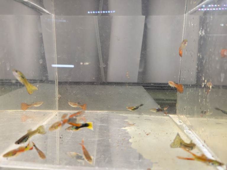 Guppys males and females and juveniles mixed ONLY 50P EACH FOR LIMITED TIME,TANK CLOSURE