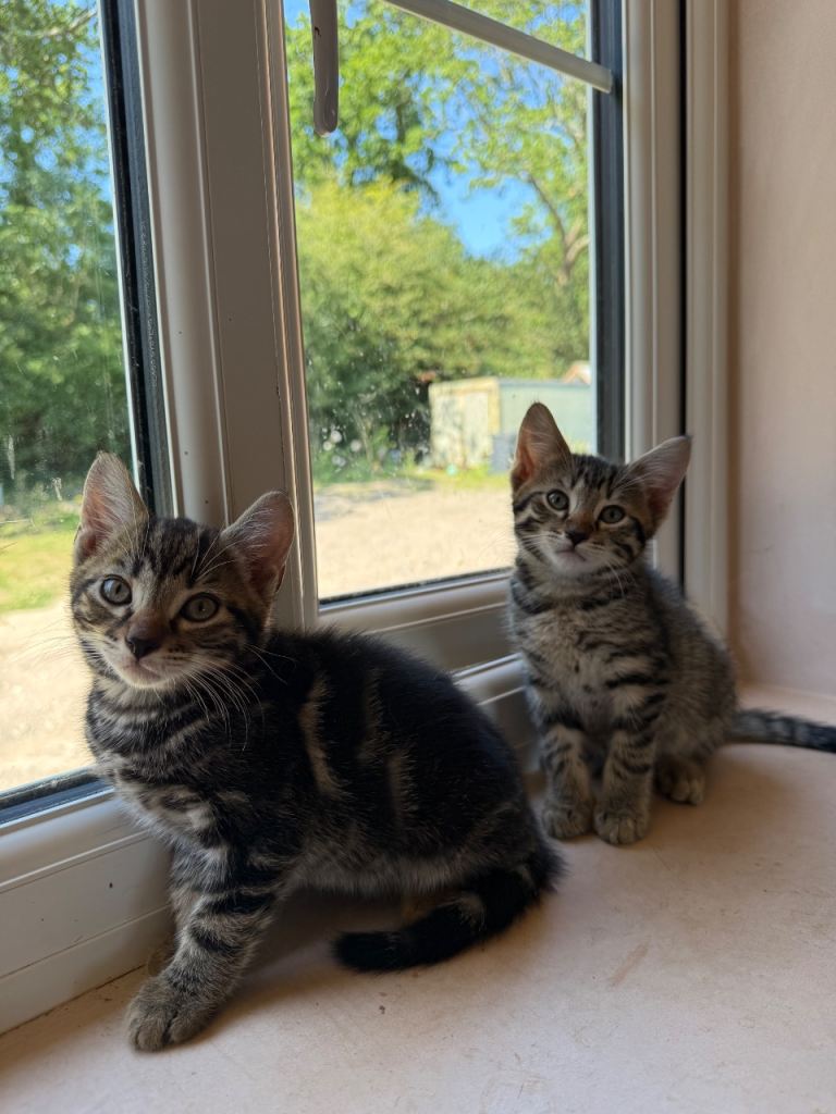 Two boy kittens for sale 