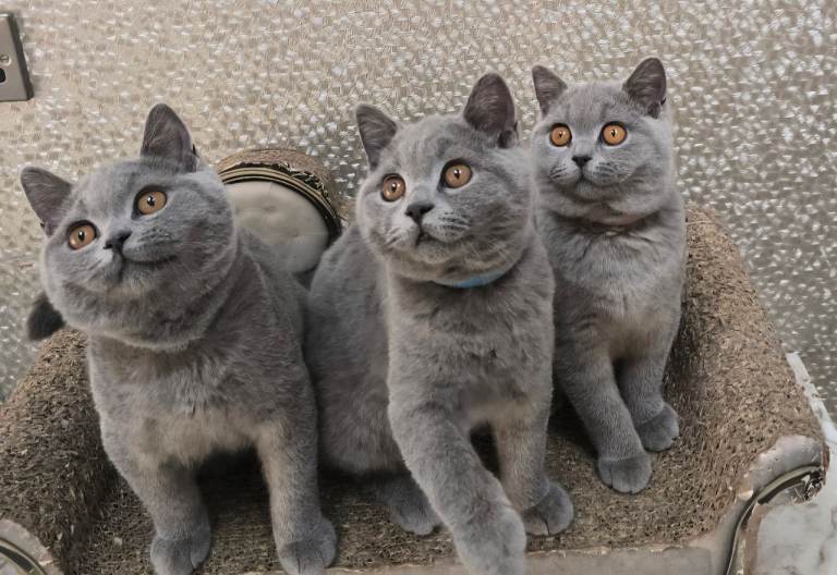 Gorgeous Bristish Short Hair Kittens