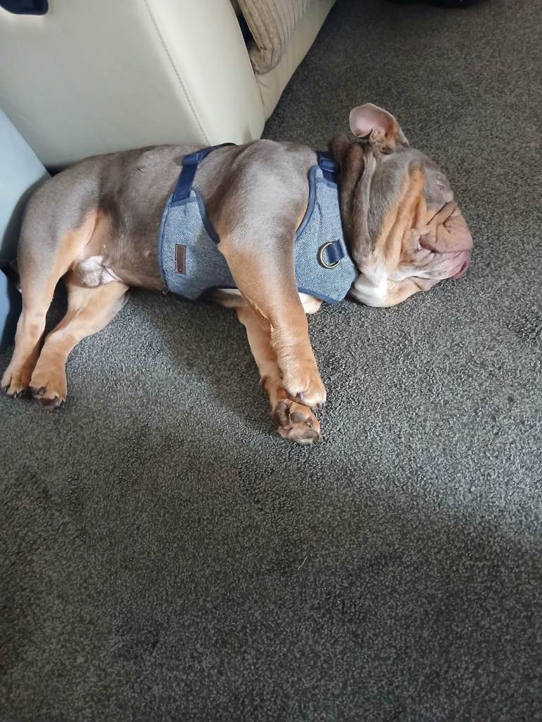 English bulldog for sale