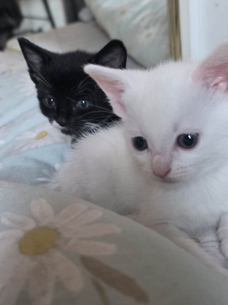 Kittens for sale ready now