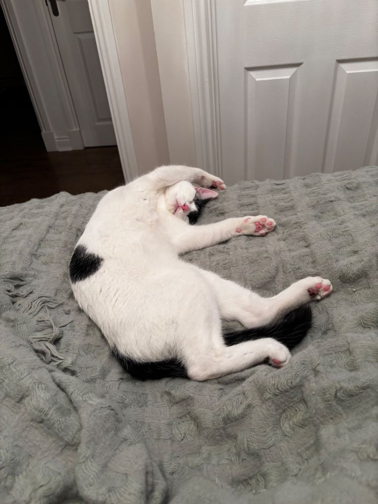 Black and white shorthair male 