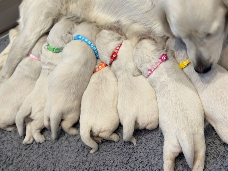 Golden Retriever Puppies Available 