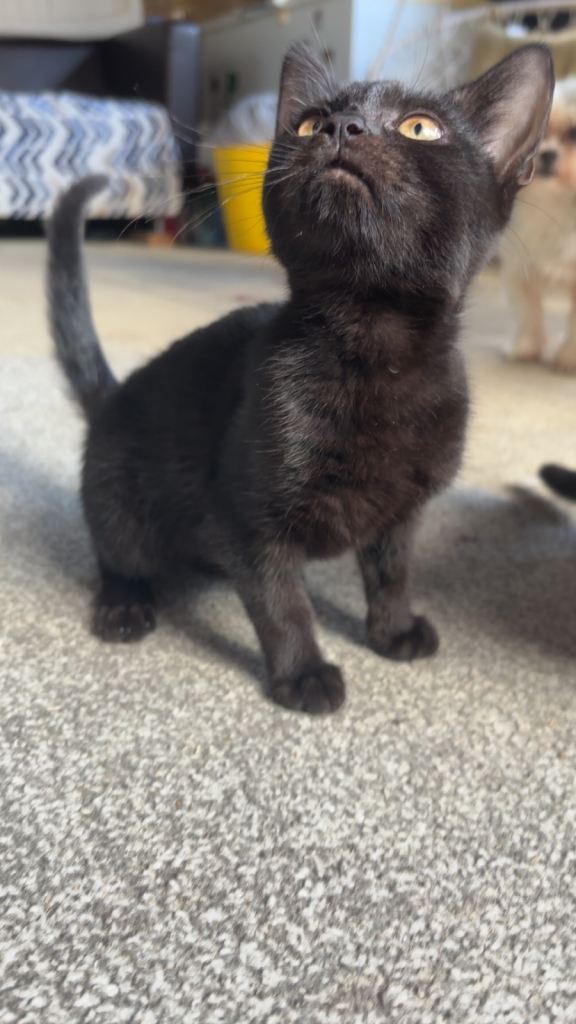 Kitten for sale