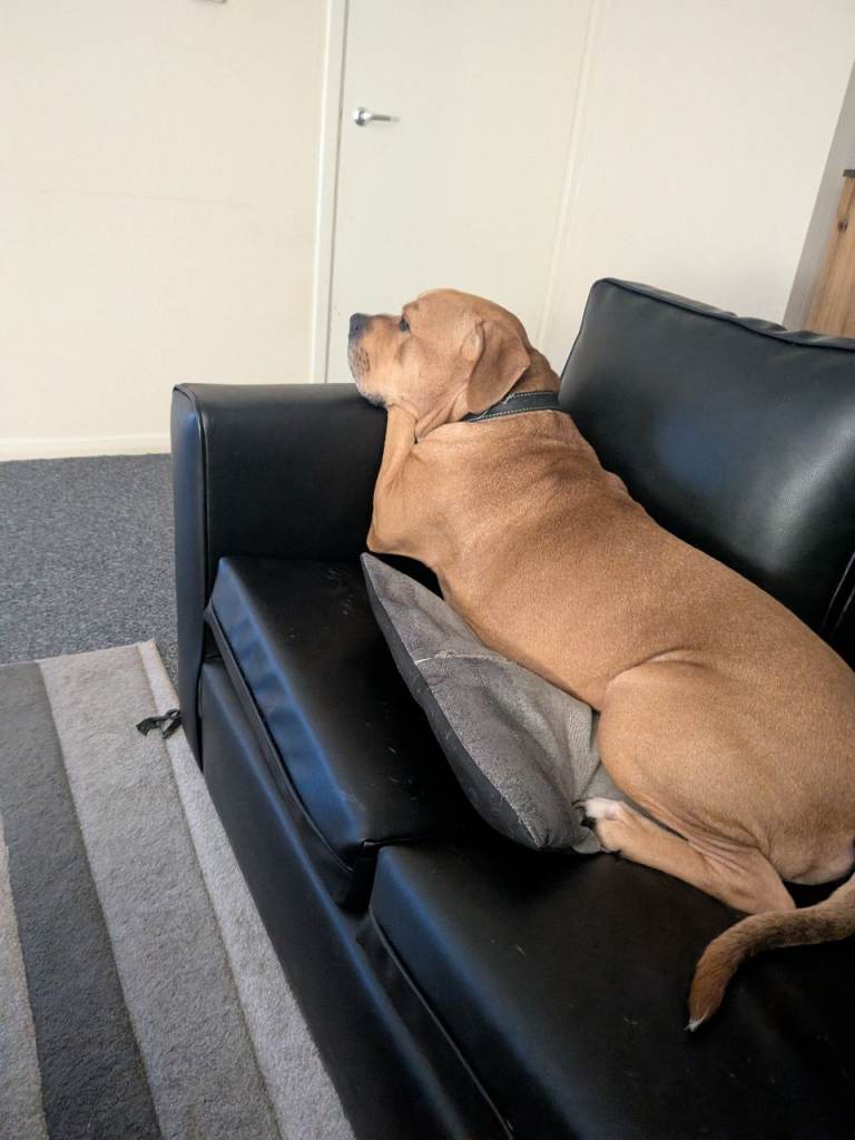 Staffy cross Labrador 