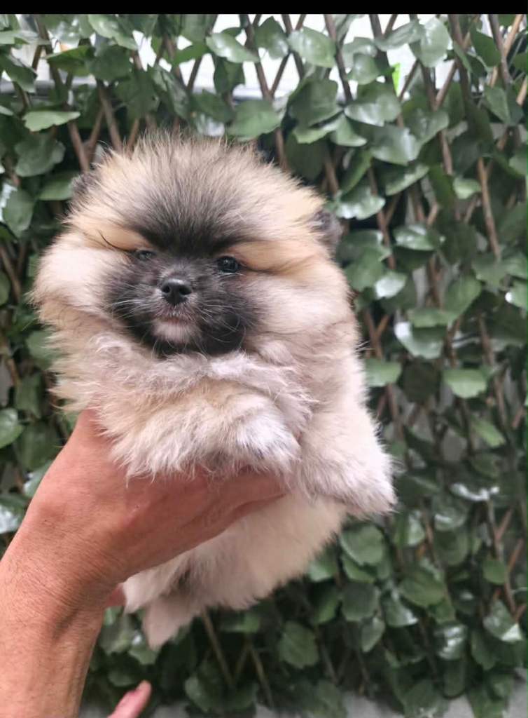 Pomeranian puppy’s ready now 