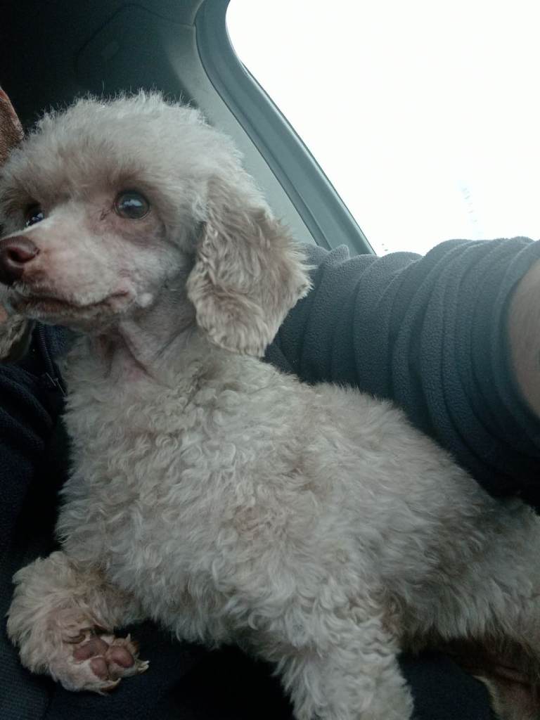 Toy Poodle Female 
