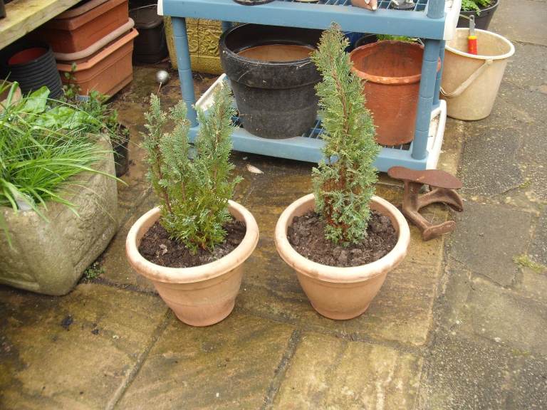 Pair Of Evergreen Conifers In Plastic Pots (2 ft)