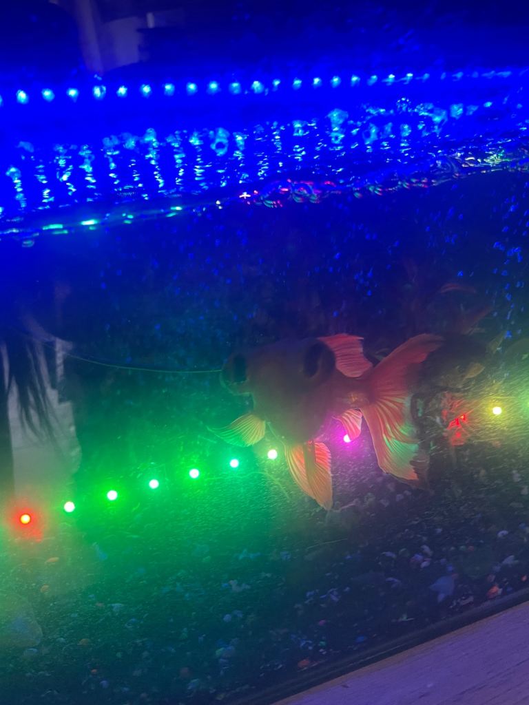🐠 200L Aquarium + Telescope Goldfish – Complete Setup 