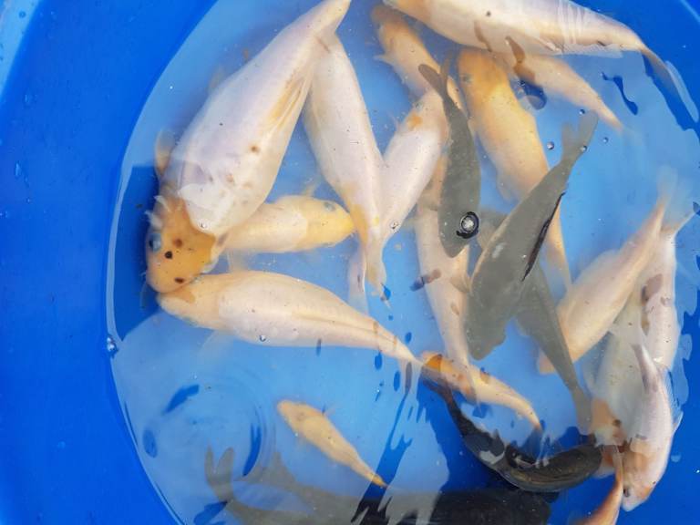 Koi carp for sale
