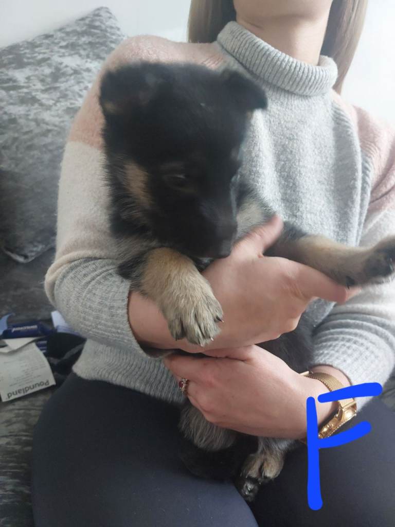 German shepherd puppies 