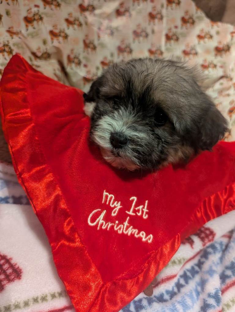 Tiny biewer terrier puppies 