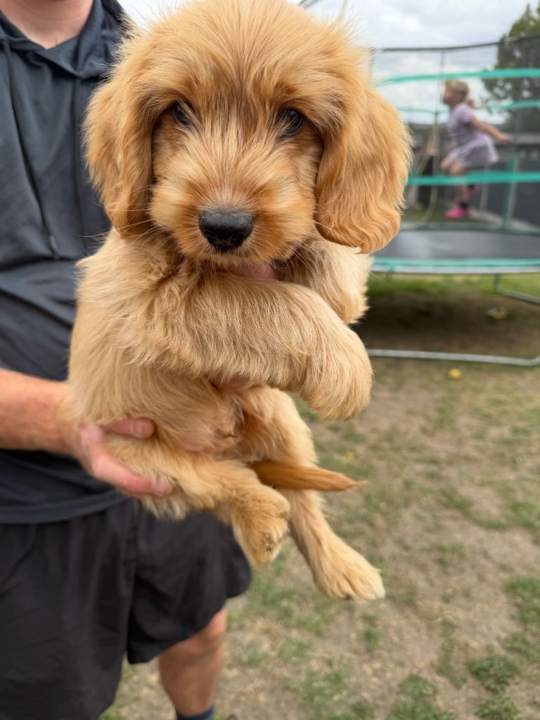 Cockapoo x only 2 left