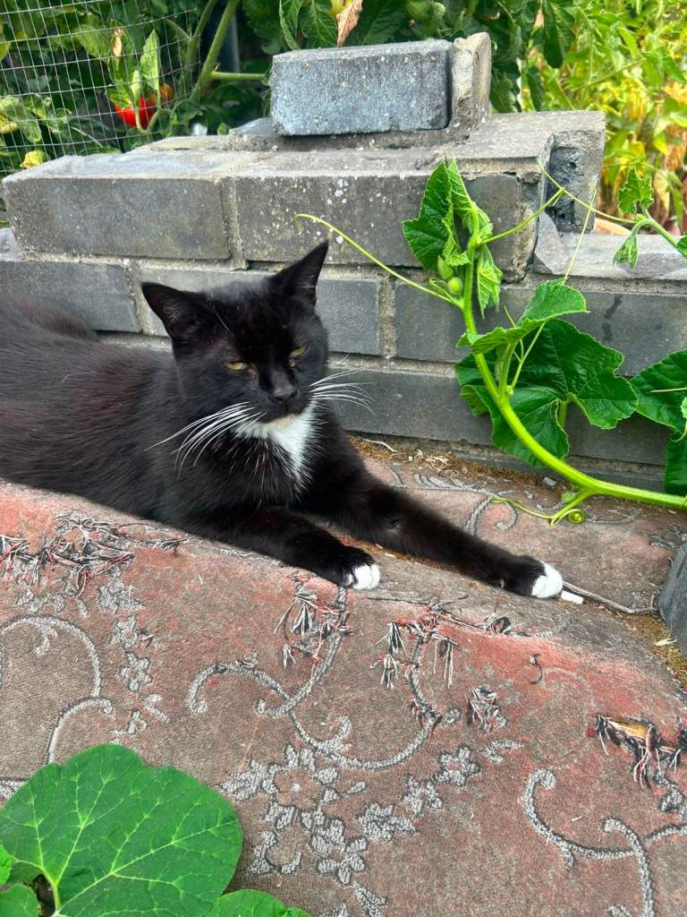 Loving Home Wanted for Max - £65