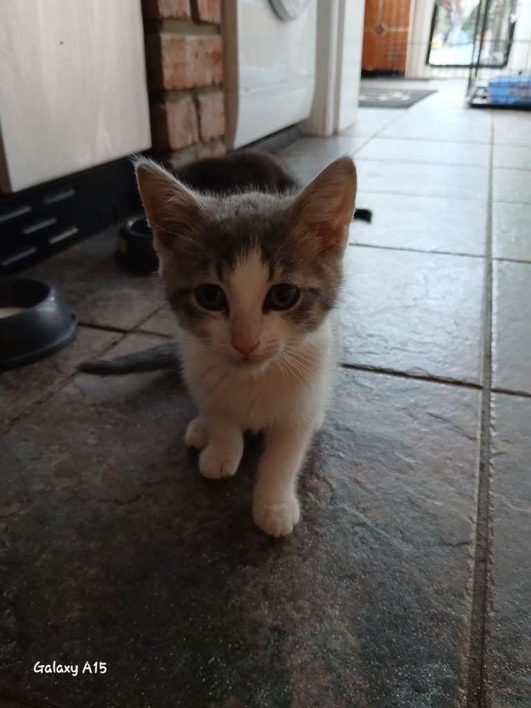 Female kitten