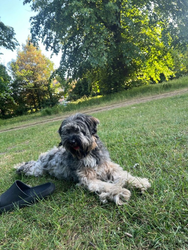 Bo the tibetan terrier 