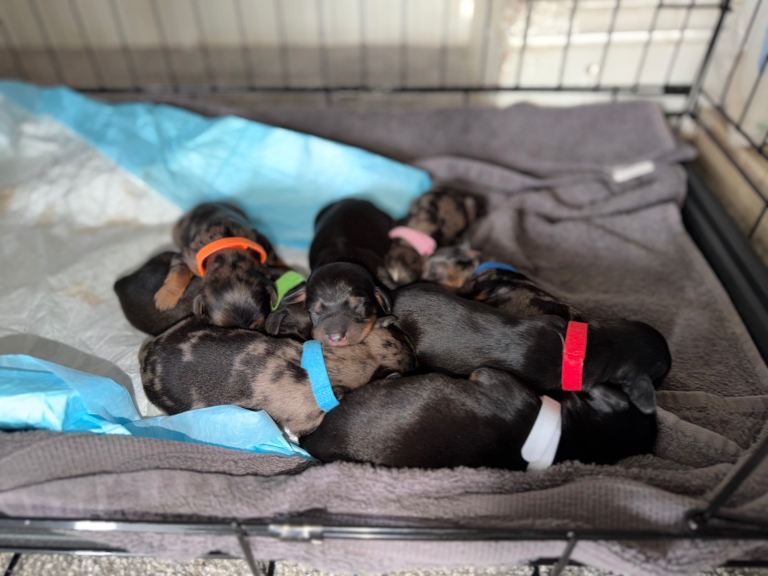 Dachshund puppies looking for their forever loving homes 