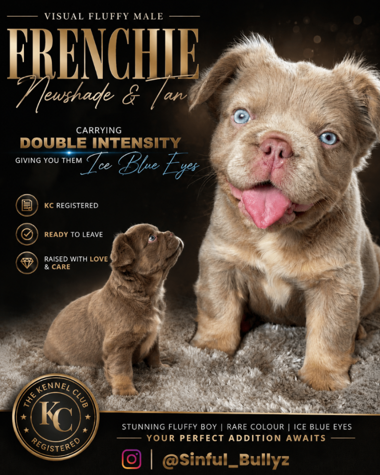 Visual Fluffy Frenchie / French bulldogs HIGH QUALITY