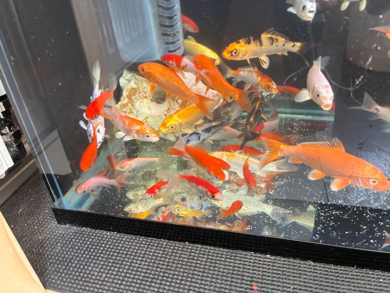 Assorted Koi Carp & Goldfish