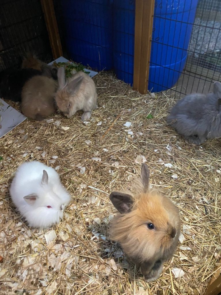Lovely little rabbits 