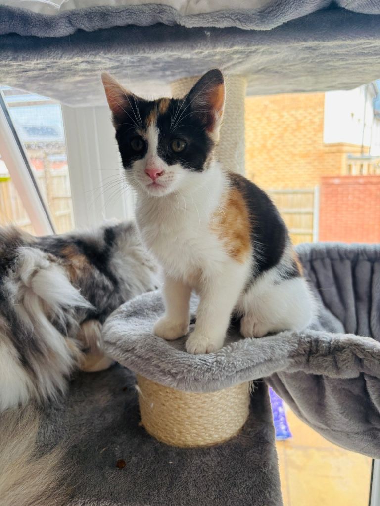 Beautiful calico kitten READY NOW