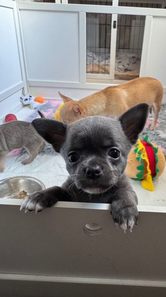 Chihuahua puppies 